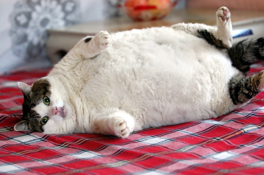 Piet de Poes